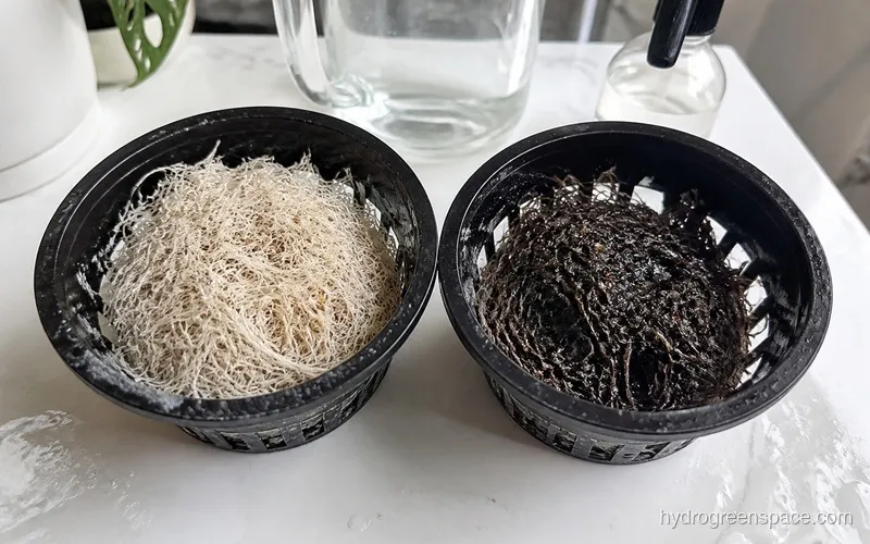 Side-by-side comparison of healthy white hydroponic roots and brown slimy root rot roots in net pots