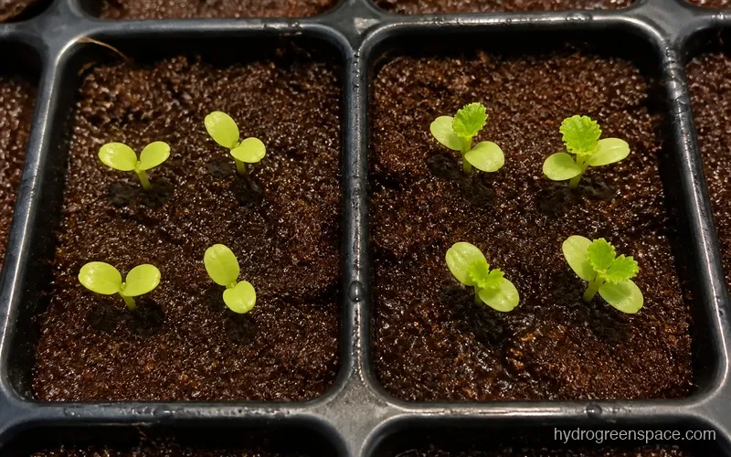 Seedling tray showing cotyledons vs true leaves on young plants
