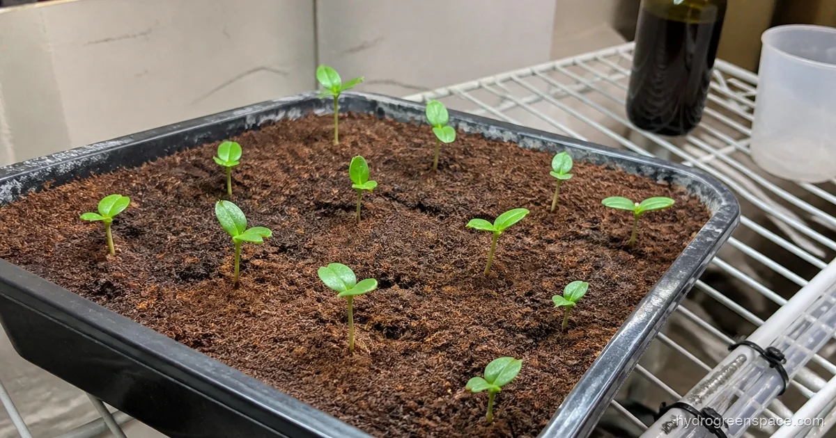 Seed Starting in Coco Coir: The Buffering Step That Matters