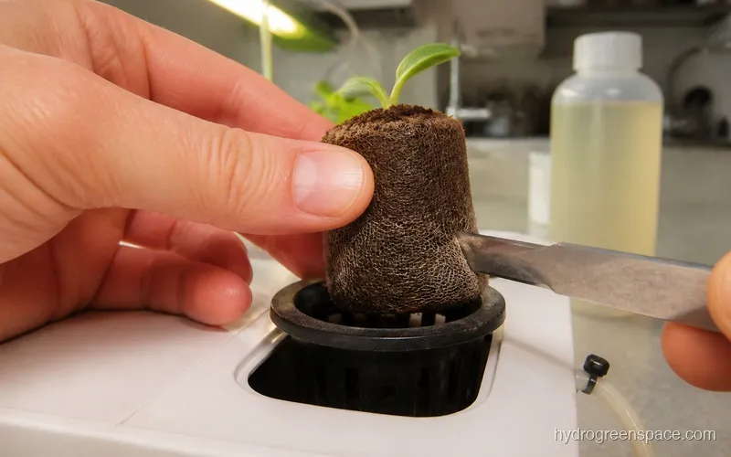 Close-up of a hand scoring peat pellet netting with a blade over a hydroponic net pot, with a seedling visible at the top