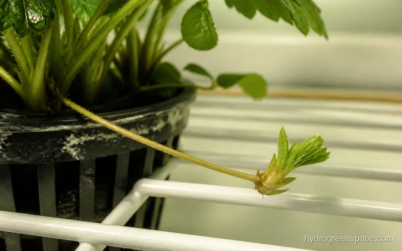 Strawberry stolon extending from a plant in a net pot showing a plantlet node with small leaf buds
