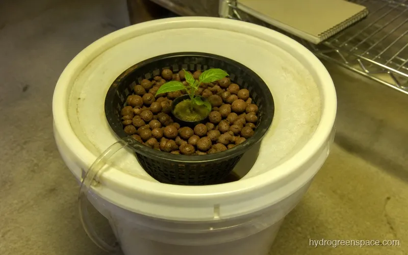 Net cup with clay pebbles and seedling plug positioned in a DWC bucket lid with water level just touching the cup base