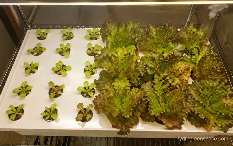 Overhead view of a hydroponic lettuce tray at two stages, with young seedlings on one side and full mature heads on the other